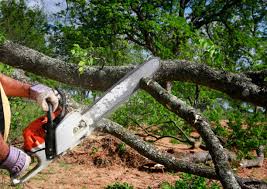 Best Tree and Shrub Care  in Murrells Inlet, SC